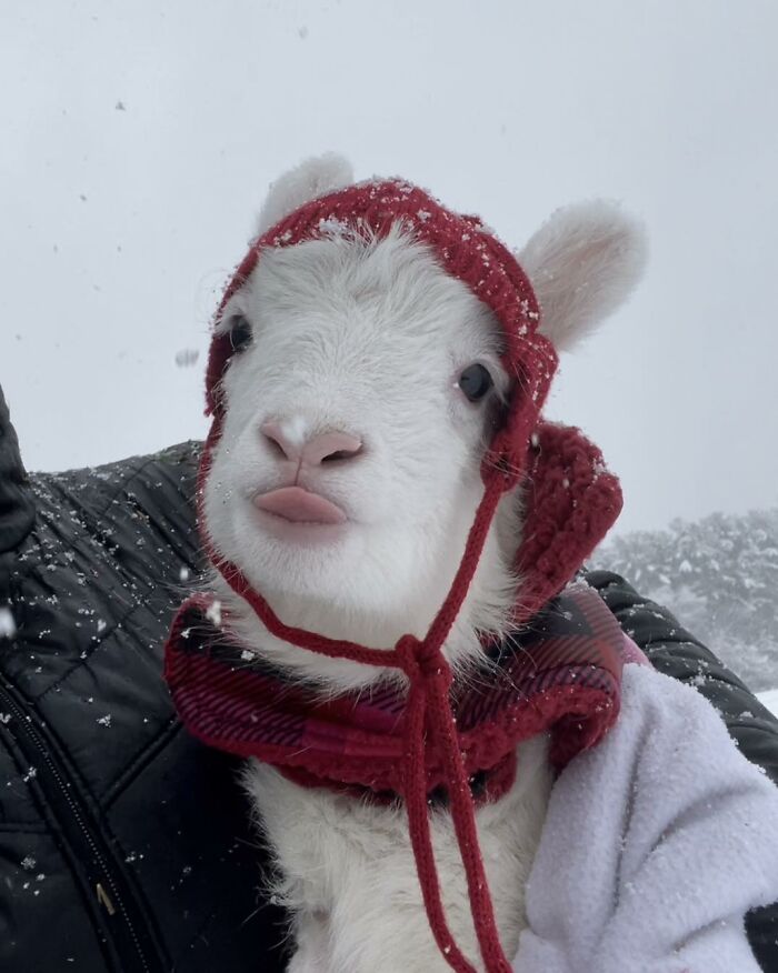 Disabled lamb wearing a red hat and scarf in the snow, rescued at a sanctuary and helped to move independently.