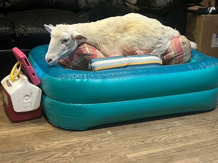 Disabled lamb resting comfortably on cushions inside an inflatable blue bed at the sanctuary for mobility support.