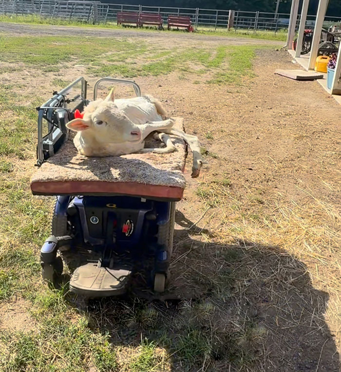 Disabled lamb resting on a custom-built mobility device engineered by a sanctuary to help her move independently outdoors.