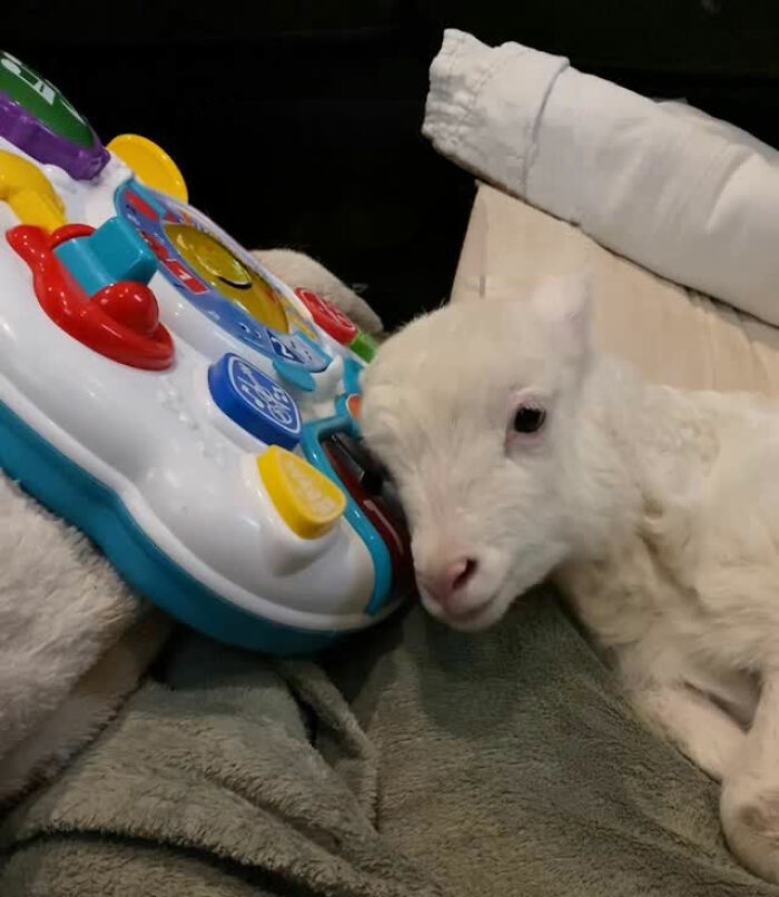 Disabled lamb resting on a blanket next to a colorful toy, showing a moment from a sanctuary rescue and care.