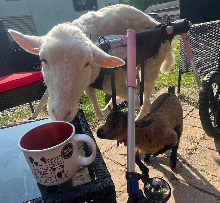 Disabled lamb with custom mobility frame outdoors next to a small brown goat and a coffee mug on a table.