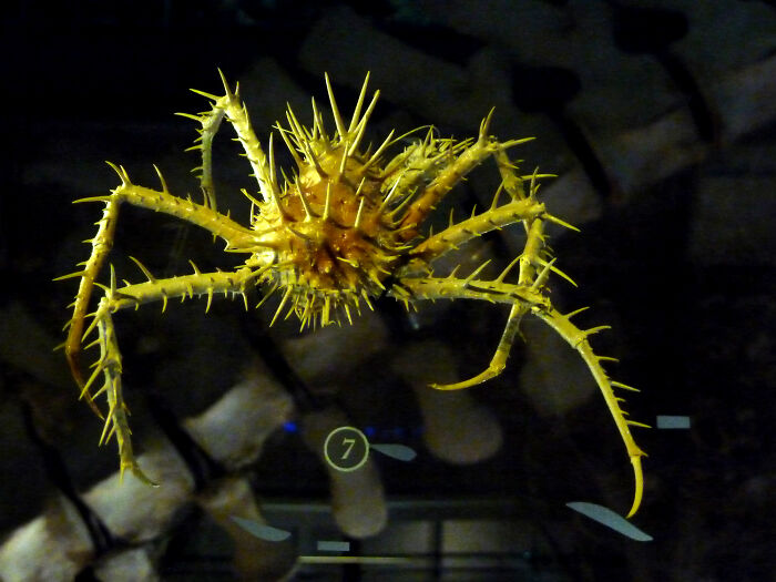Spiky yellow deep-sea crab with long legs shown in an unexpected ocean photo against a dark background.