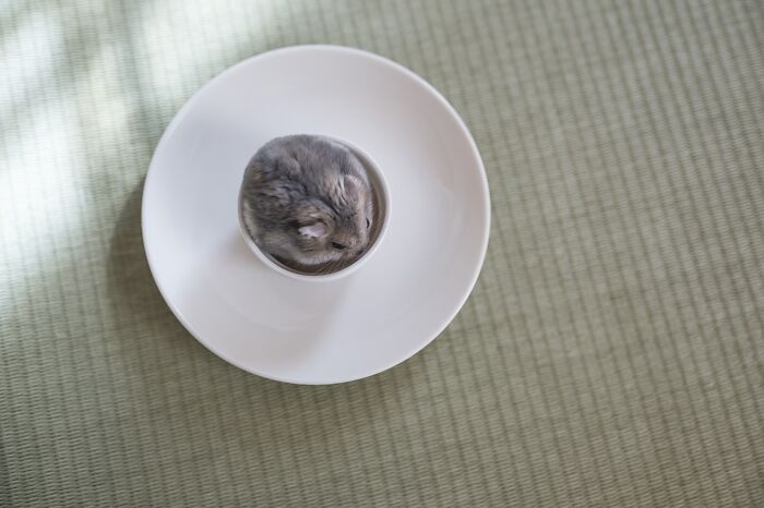 Gray hamster curled up inside a small white cup on a larger white plate, cute and adorable hamster pic on textured surface.
