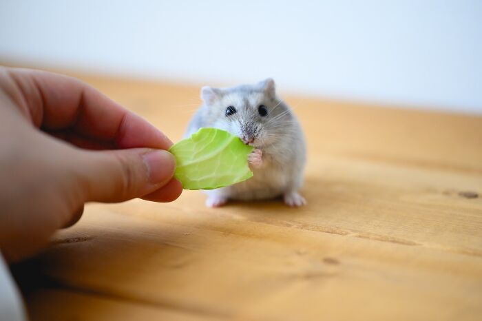 Small adorable hamster eating a green leaf held by a hand on a wooden surface close-up hamster pics.