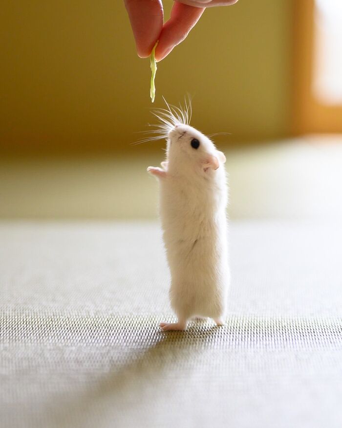 White hamster standing on hind legs reaching for a small piece of food held by a hand indoors adorable hamster pics.