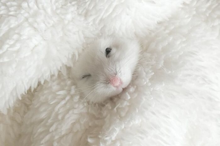 Close-up of an adorable white hamster nestled in soft white fluffy fabric, highlighting cute hamster pics from Instagram.