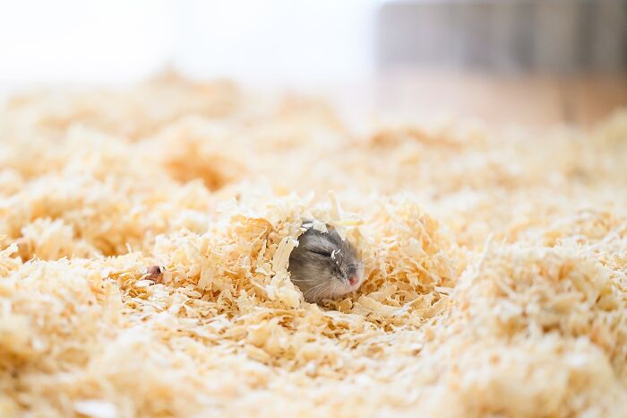 Adorable hamster partially hidden in soft wood shavings, showcasing cute and cozy small pet moments in natural bedding.