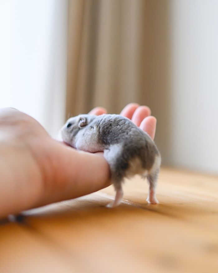 Small adorable hamster climbing on a person's hand on a wooden surface with soft natural light.
