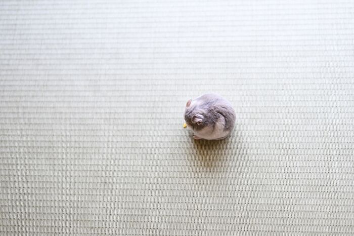 A small, adorable hamster sitting alone on a textured surface, captured in a soft natural light.