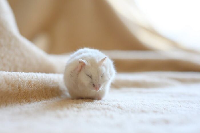 White hamster resting on a soft beige blanket, showcasing one of the adorable hamster pics from Instagram.