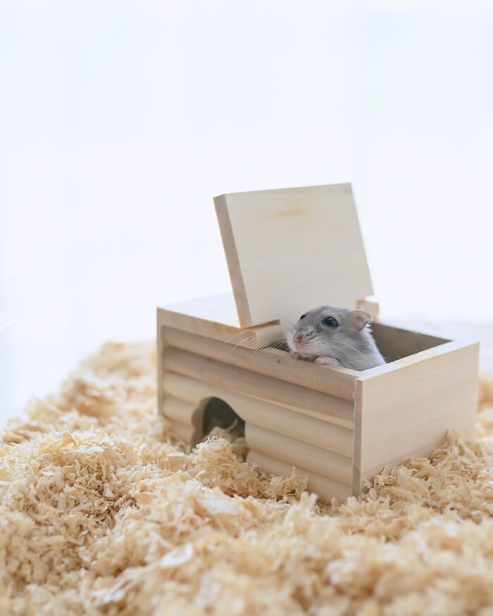 Small adorable hamster peeking out of a wooden house surrounded by wood shavings in a cozy setting.