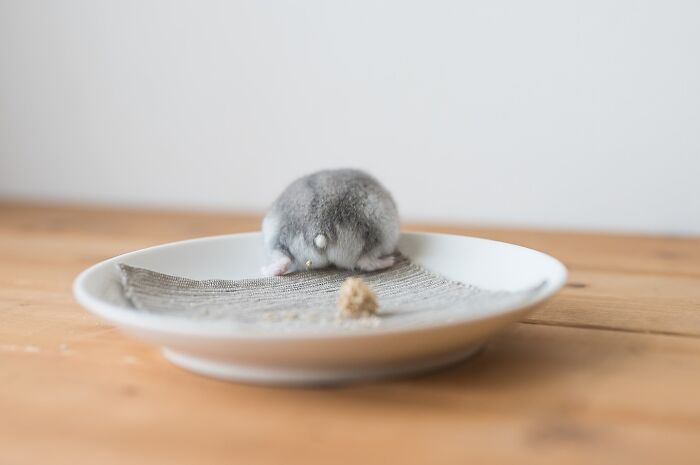 Adorable hamster resting on a white plate with a small treat on a wooden table in a minimalistic setting
