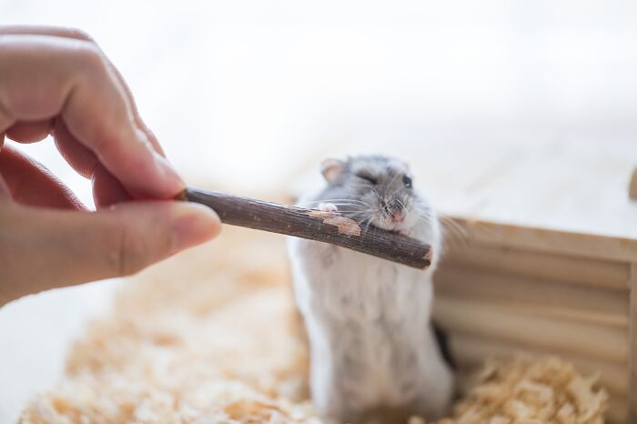 Hand feeding adorable hamster with a small wooden stick inside a cozy bedding enclosure, highlighting cute hamster pics.