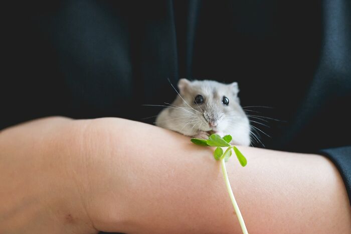 Small adorable hamster nibbling on a green plant while resting on a person's arm in a dark background setting