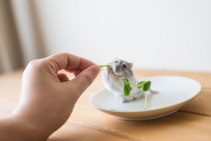 Small adorable hamster nibbling on a green leafy plant held by a hand on a white plate indoors.
