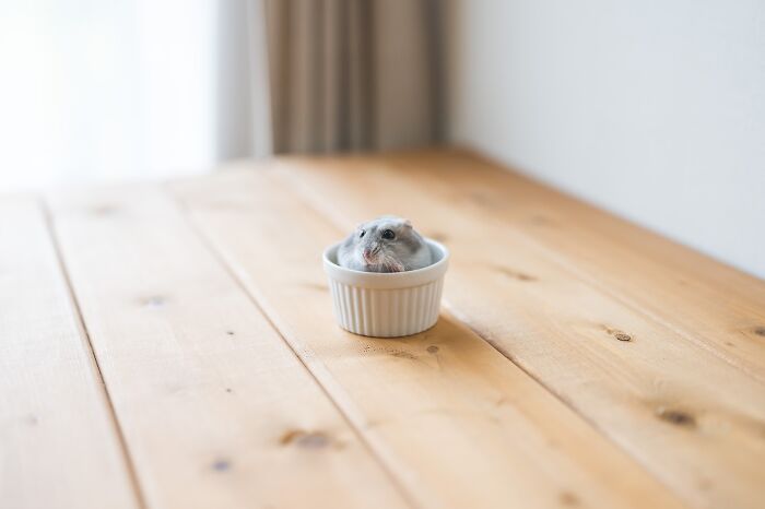 Small adorable hamster sitting inside a white ceramic cup on a light wooden table, cute pet hamster close-up picture