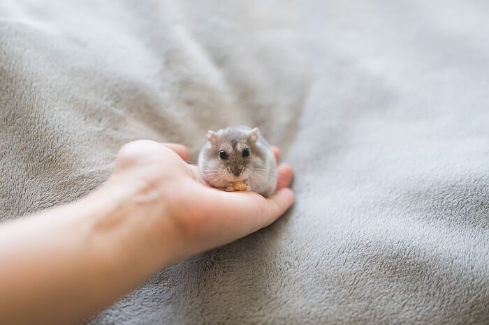 Small adorable hamster sitting calmly in a hand on a soft gray blanket, showcasing cute hamster pics from Instagram.