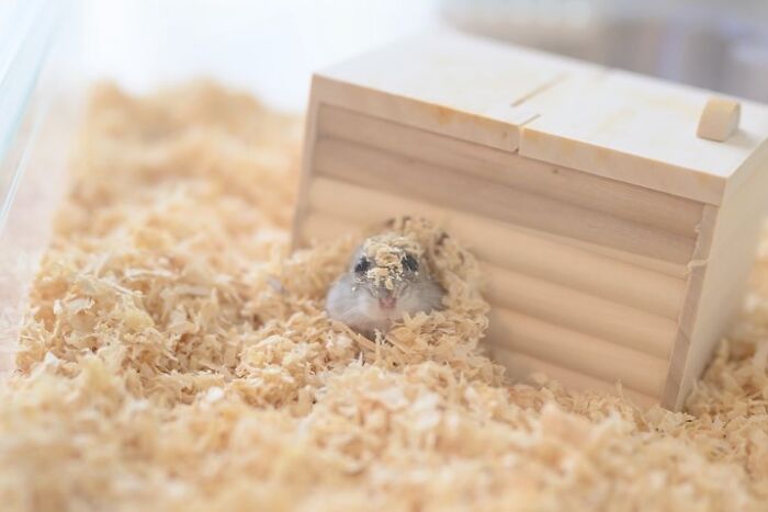 Cute hamster peeking out from wood shavings inside a small wooden house in a cozy bedding environment.