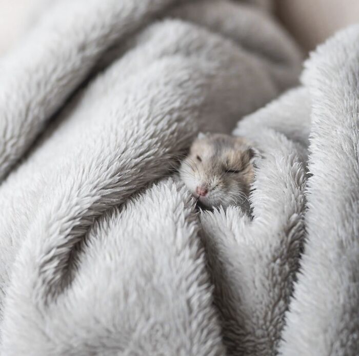 Small adorable hamster peacefully sleeping, nestled in soft gray fluffy blanket with cozy texture close-up.