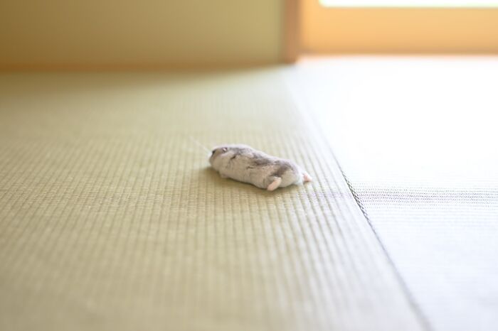 A small adorable hamster lying on a textured floor mat in soft natural light near a window.