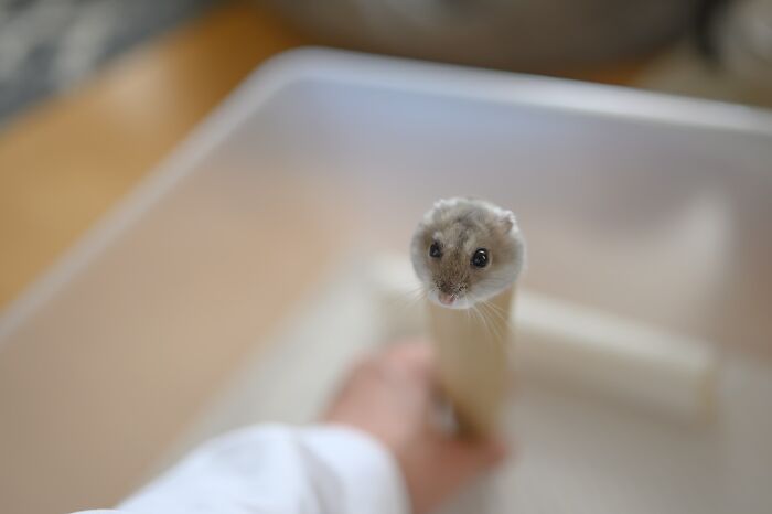 Close-up of an adorable hamster peeking out from a tube, showcasing cute hamster pics that brighten your day.
