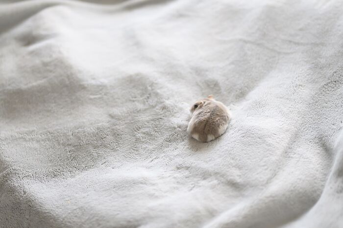 Small adorable hamster curled up and resting peacefully on a soft light-colored blanket in a cozy setting