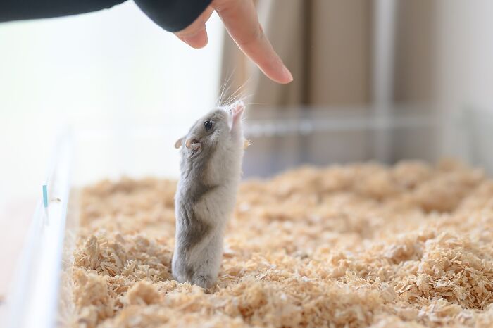 Small adorable hamster standing on wood shavings reaching toward a human finger in a bright indoor setting