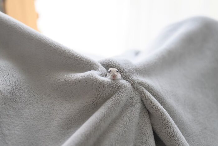 Tiny adorable hamster peeks out from soft gray blanket, showcasing a cute and cozy moment in a pet-friendly setting.