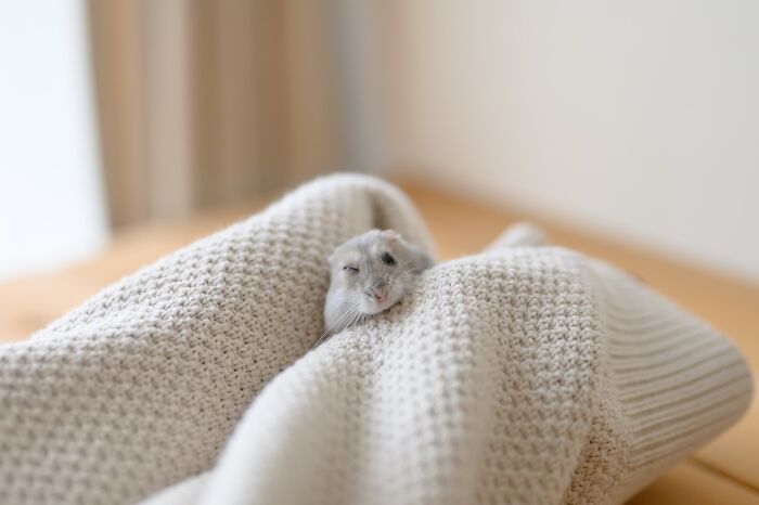 A small adorable hamster peeking out from cozy beige knitted fabric, showcasing cute hamster pics from Instagram.