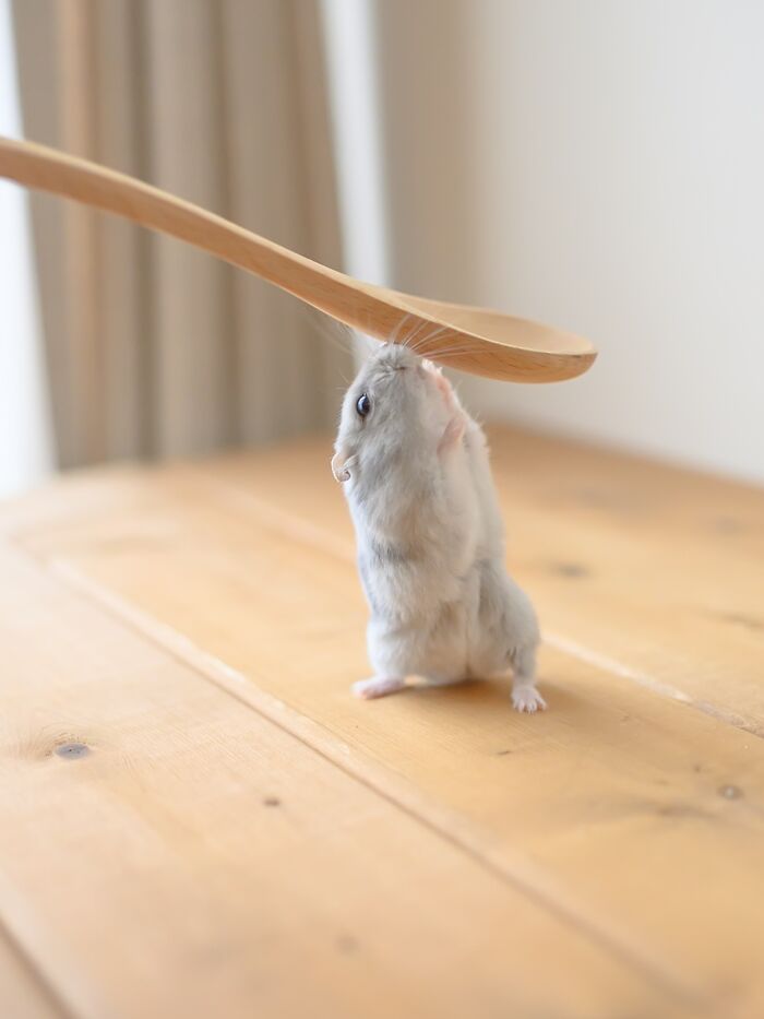 Adorable hamster standing on hind legs reaching up to a wooden spoon on a light wooden table.