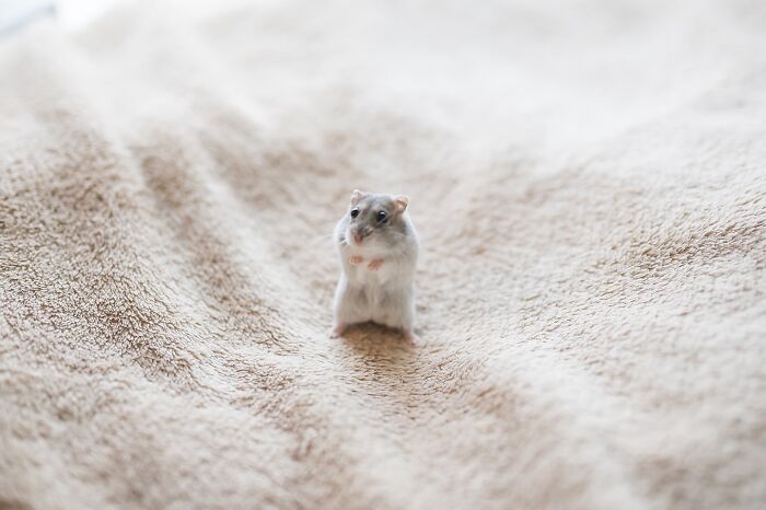 Small adorable hamster standing on a soft beige textured surface, cute pet photo from Instagram hamster pics.