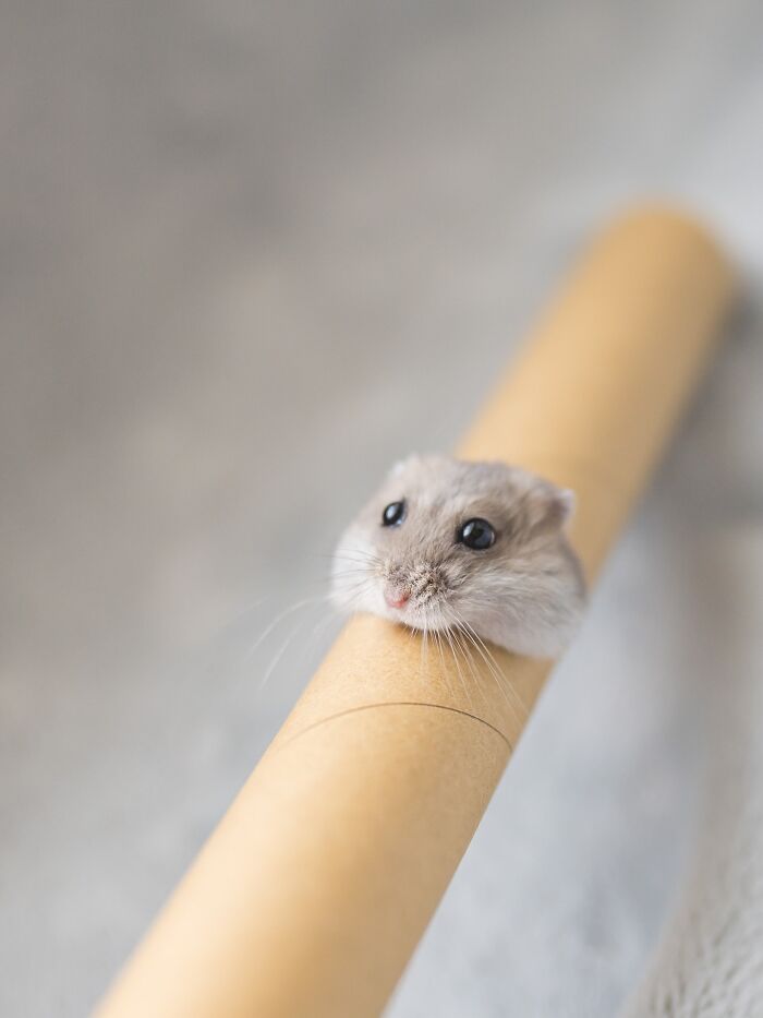 Cute hamster peeking out of a cardboard tube, showing adorable small face and bright eyes in soft natural light.