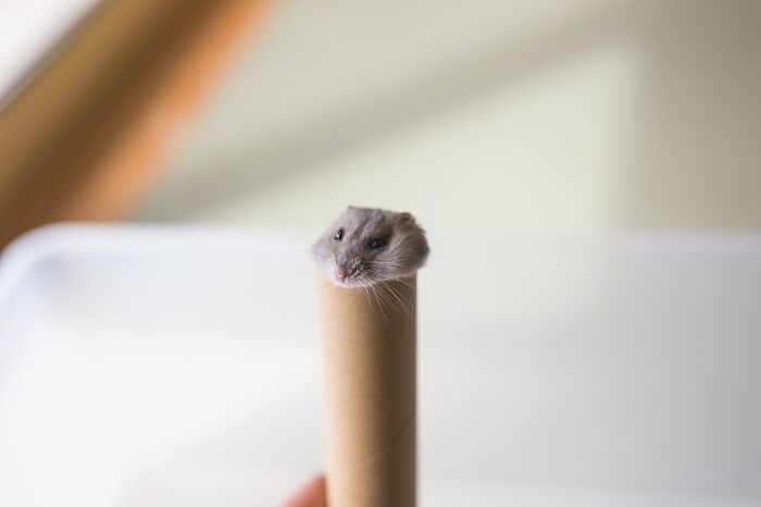 Adorable hamster peeking out of a cardboard tube with a soft blurred background in a close-up photo.