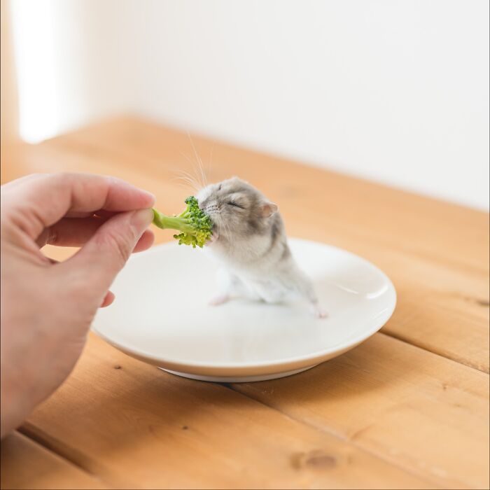 Small adorable hamster nibbling on a piece of broccoli held by a hand on a white plate on a wooden table.