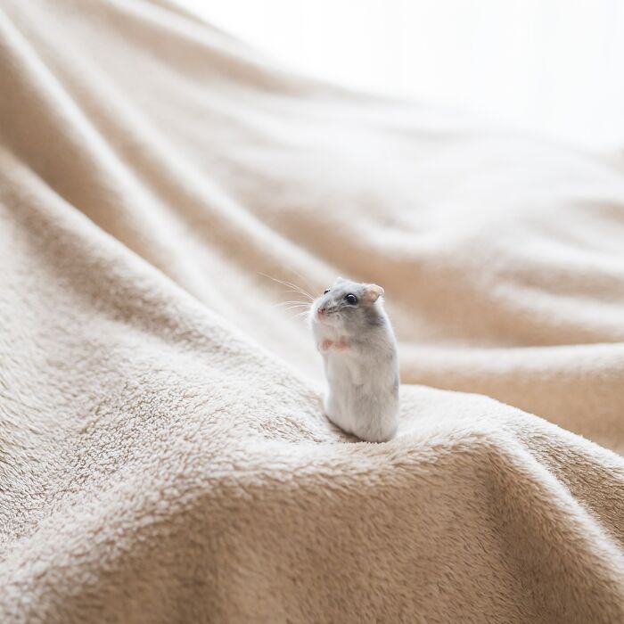 Small adorable hamster standing on beige soft blanket with curious expression in bright natural light on cozy fabric.
