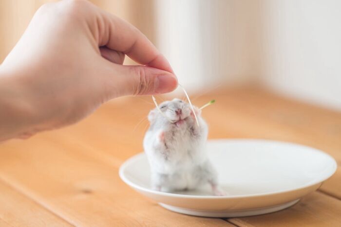 Hand feeding a fluffy white hamster sitting on a white plate on a wooden table, adorable hamster pics concept.