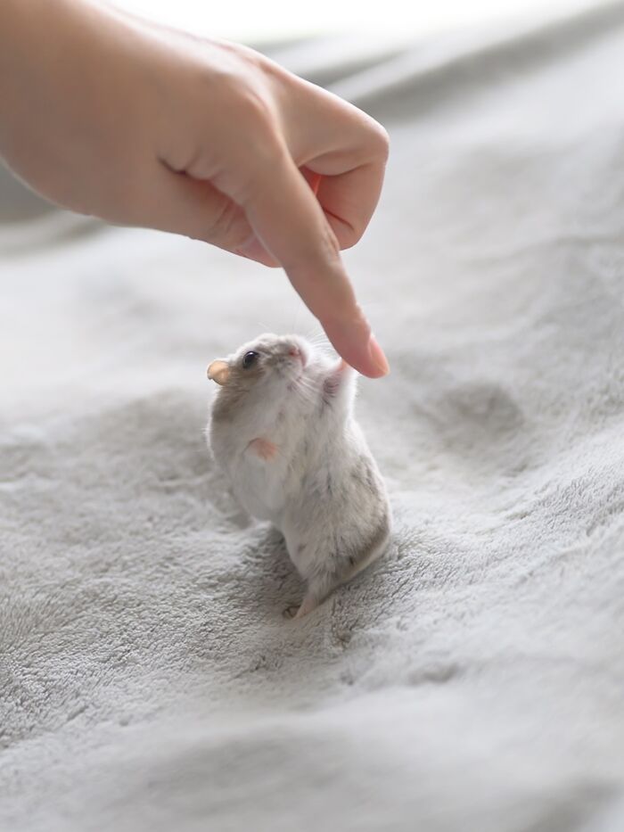 A small hamster reaching up to gently touch a human finger on a soft textured surface, showcasing adorable hamster pics.