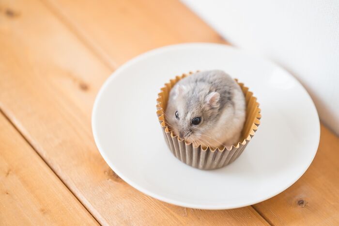 Adorable hamster sitting inside a cupcake liner on a white plate on a wooden table.