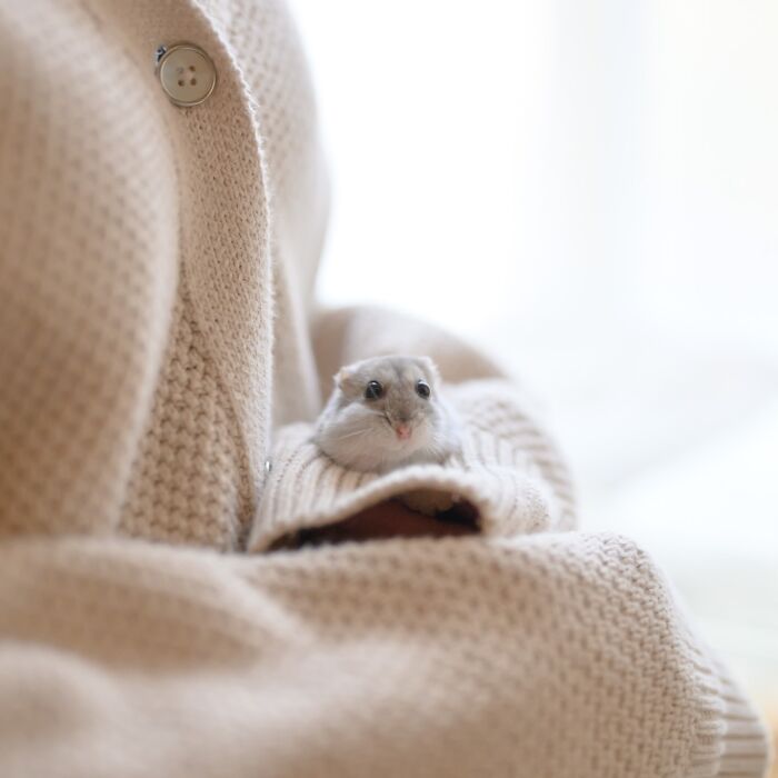 Small adorable hamster peeking out from the sleeve of a beige knitted sweater in a cozy setting.