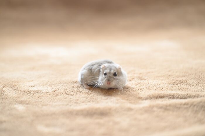 Small adorable hamster with gray and white fur sitting on a soft beige surface in a close-up photo.