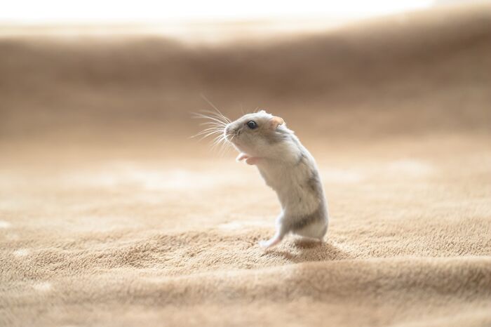 Small adorable hamster standing on its hind legs on a soft beige surface in natural light close-up hamster pics.