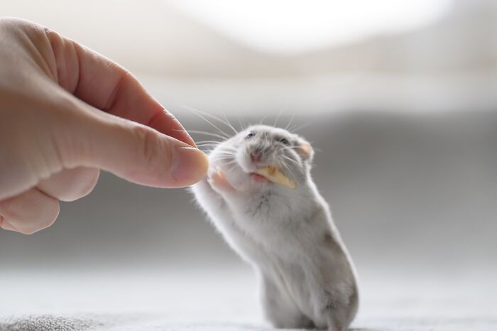 A small hamster reaching for a treat from a person's hand, showcasing adorable hamster pics with soft focus background.