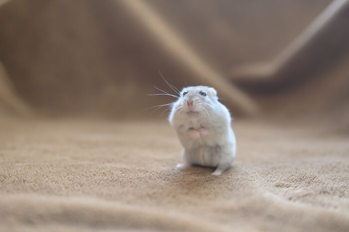 Adorable hamster standing on a soft brown fabric, looking curious with tiny paws close to its chest.