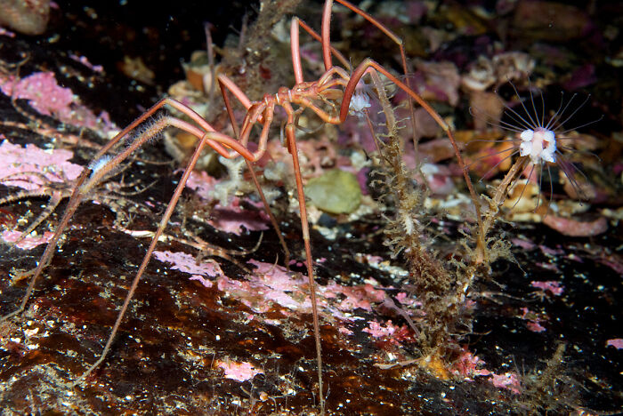 Close-up of an unusual ocean creature with long legs on a rocky seabed covered in pink and brown algae.