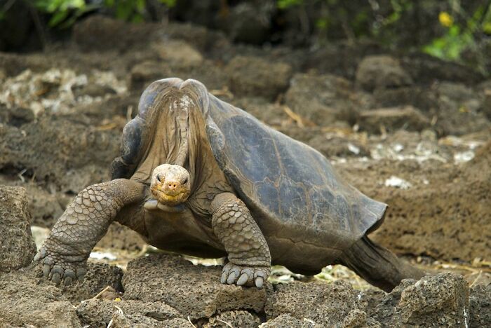The Pinta Island Tortoise