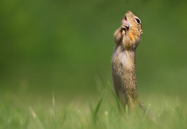Prettiest-squirrel-6969f63186e2a.jpg