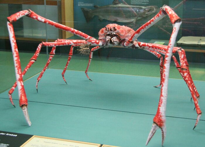 Giant red spider crab with long legs displayed in a glass case, an unexpected ocean photo that might freak you out.