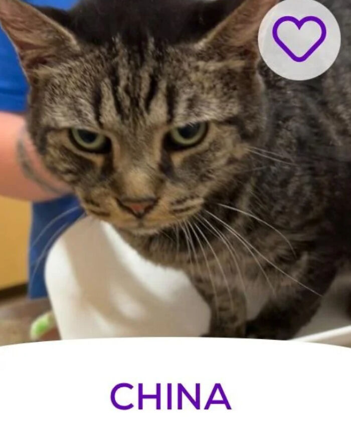 Tabby cat with stern expression and purple heart icon labeled CHINA, quirky pet names