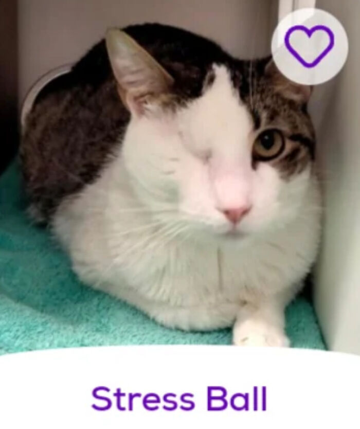 One-eyed tabby-and-white cat labeled Stress Ball on a teal towel, playful pet names example.