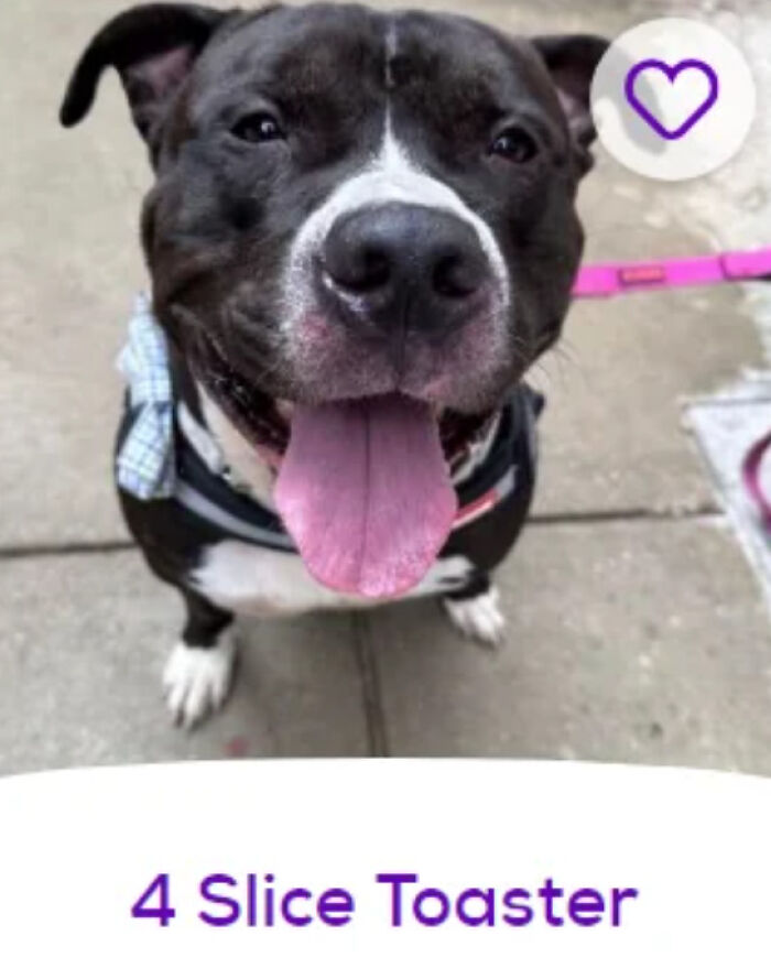 Smiling black-and-white dog with tongue out, harness and bandana, playful pet names caption 4 Slice Toaster visible